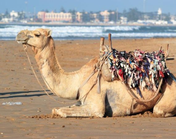 Camel in Essaouira