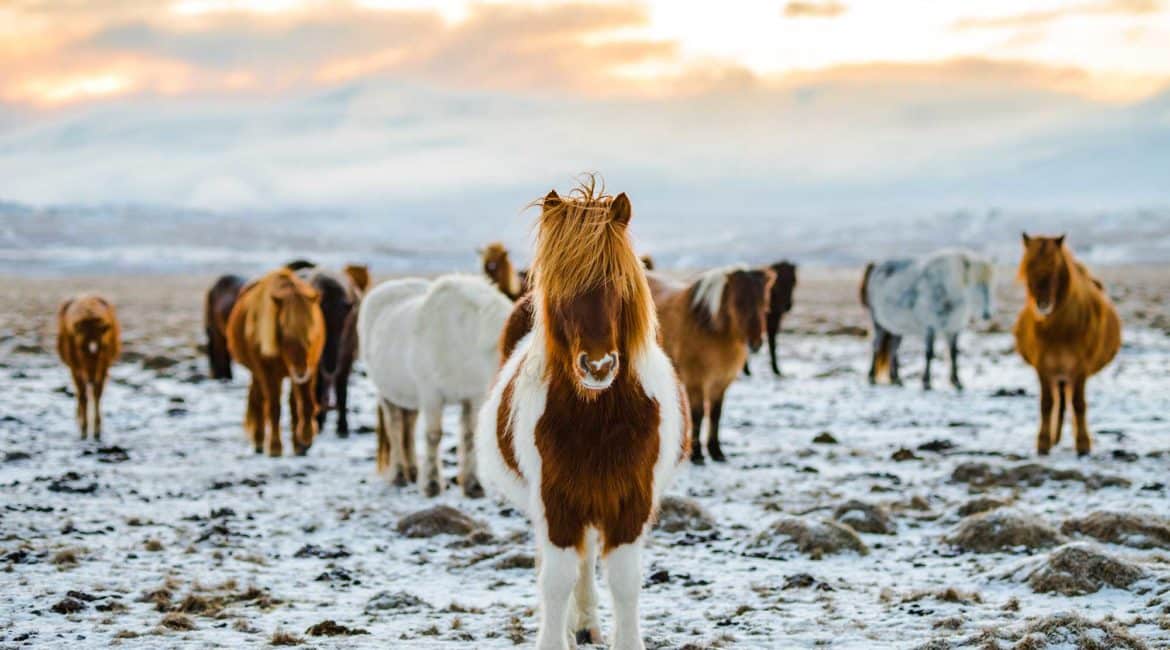 Iceland-winter-(10)-Holiday