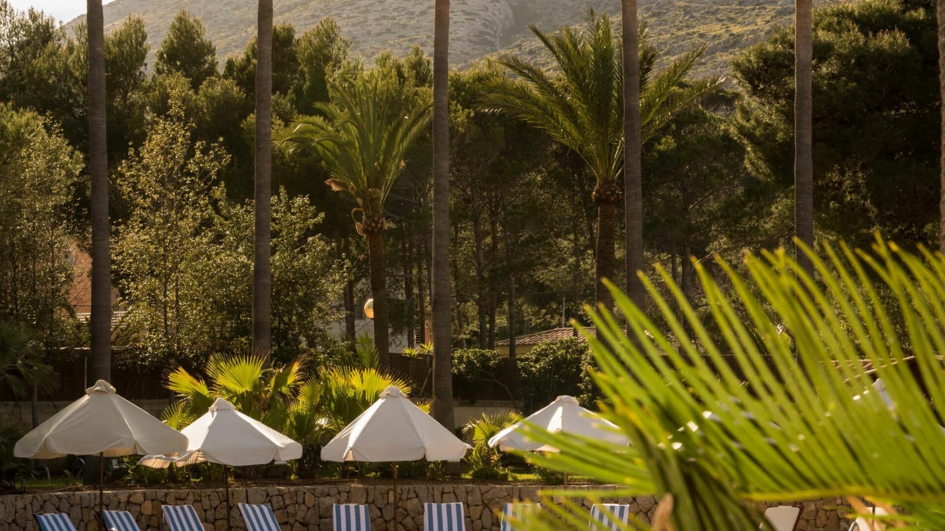 Cala Sant Vicenc leafy palms