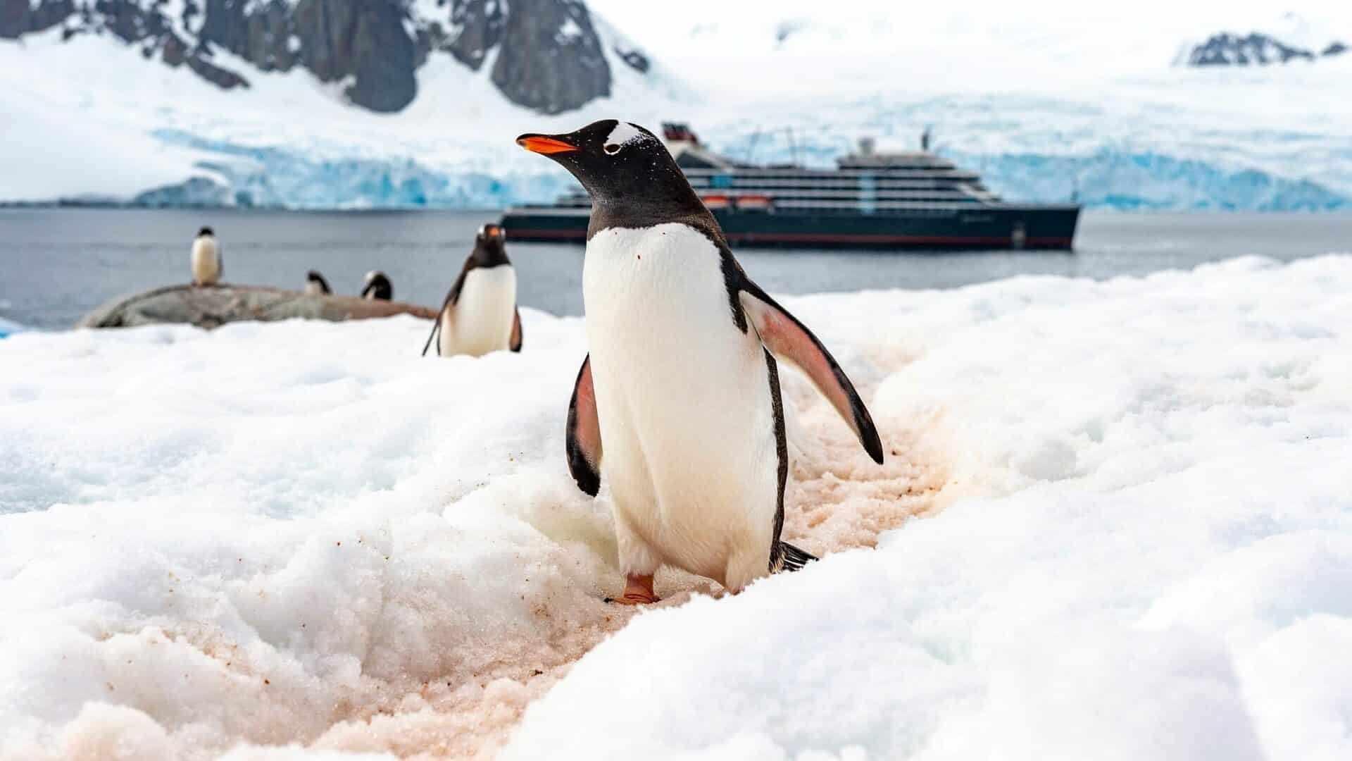 Antarctic Peninsula Petermann Island Landscape