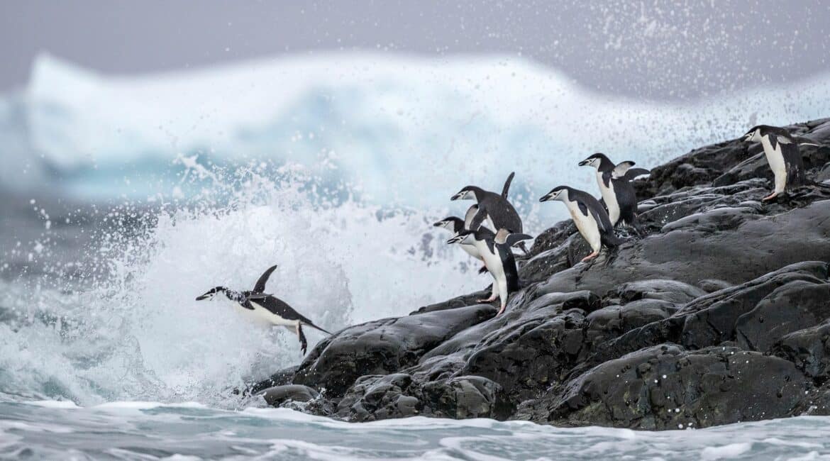 Antarctica Cierva Cove Adelie penguins
