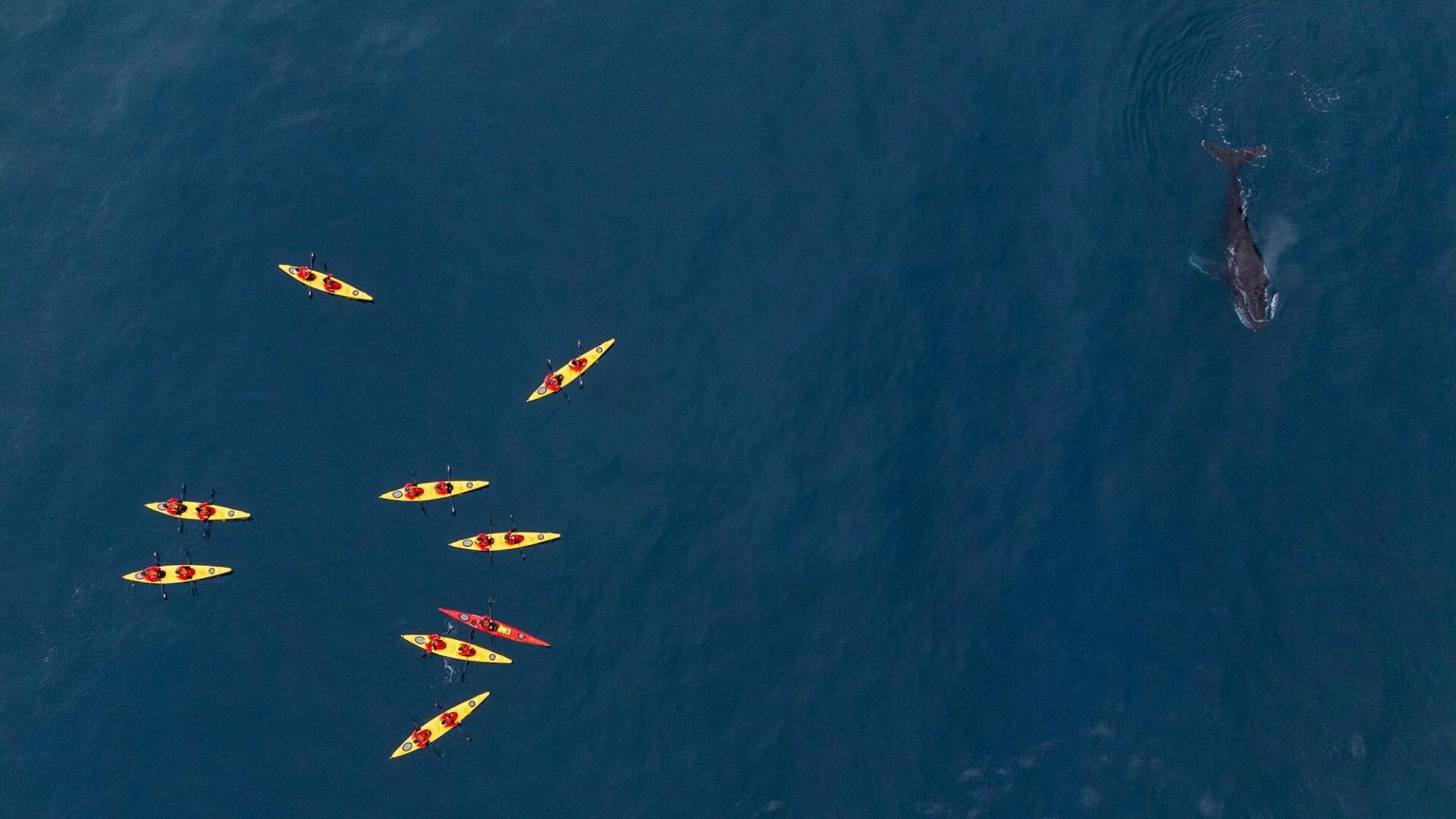 Antarctica Cierva Cove Kayakers with humpback drone