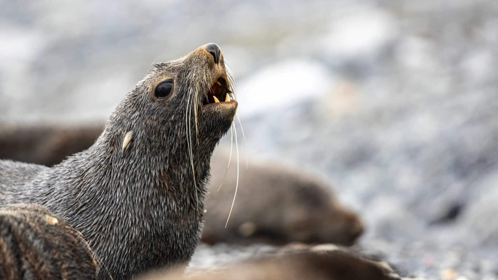 Antarctica Half Moon Island Fur Seal