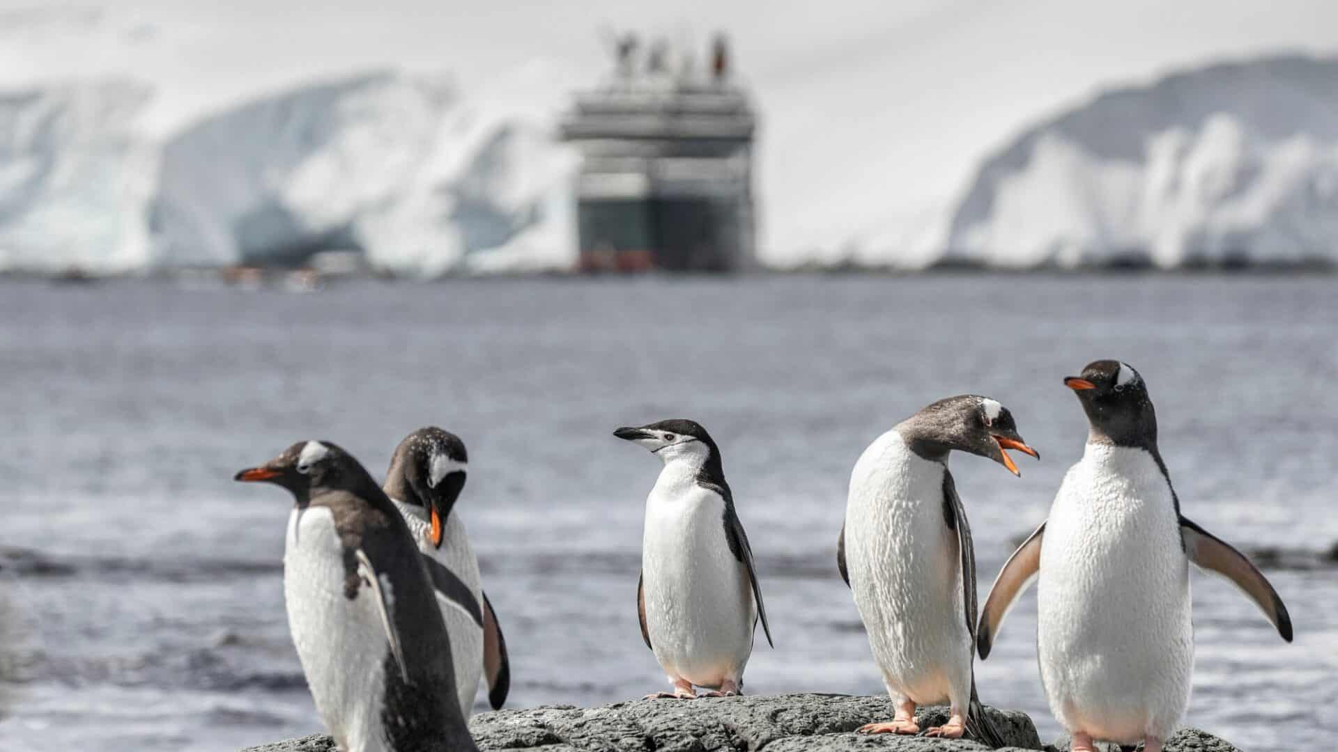 Antarctica Michelson harbour