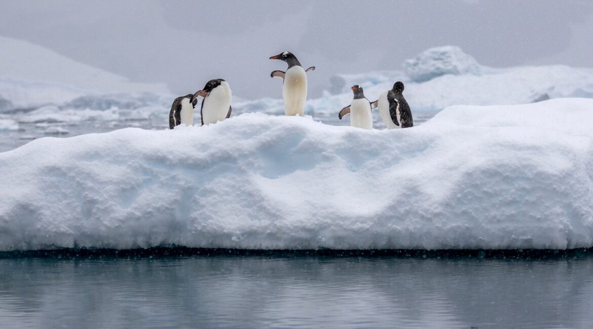 Antarctica Paradise Bay Gentoo Penguins