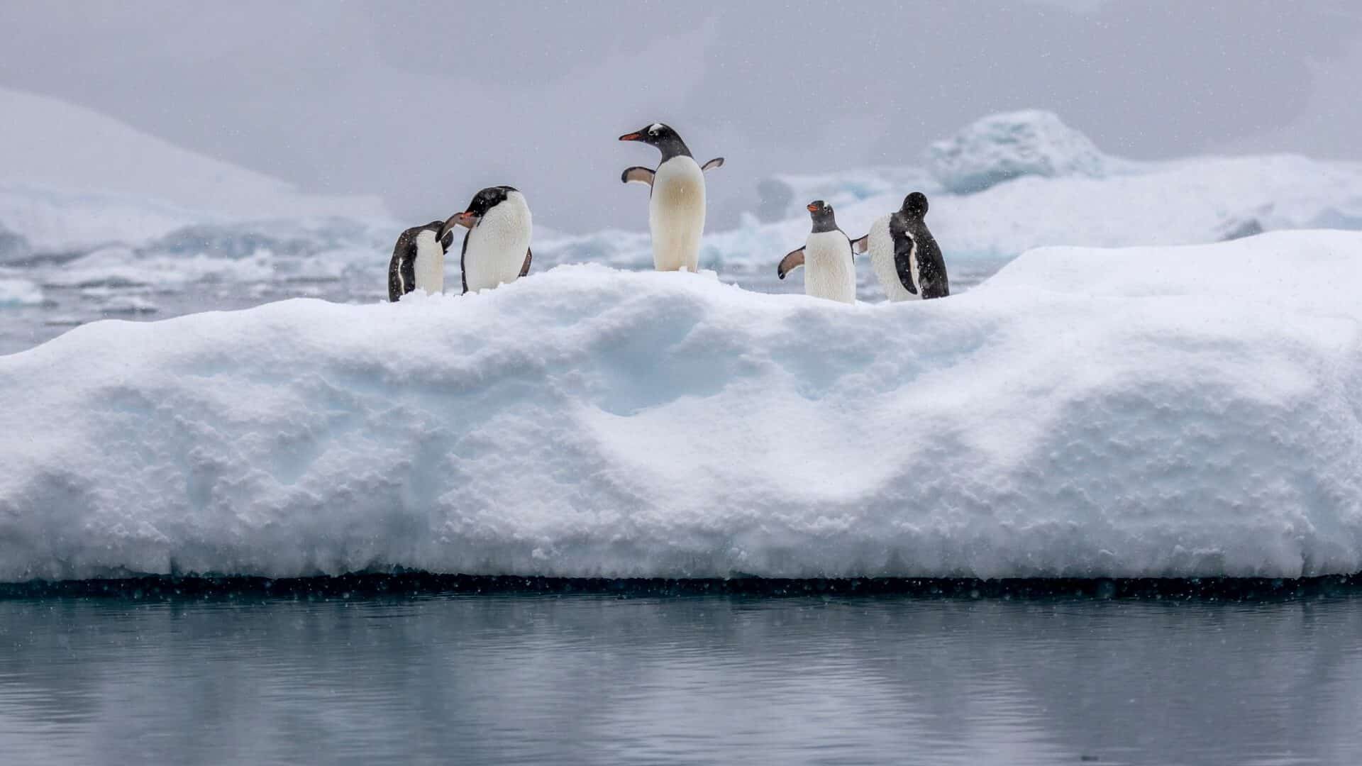 Antarctica Paradise Bay Gentoo Penguins