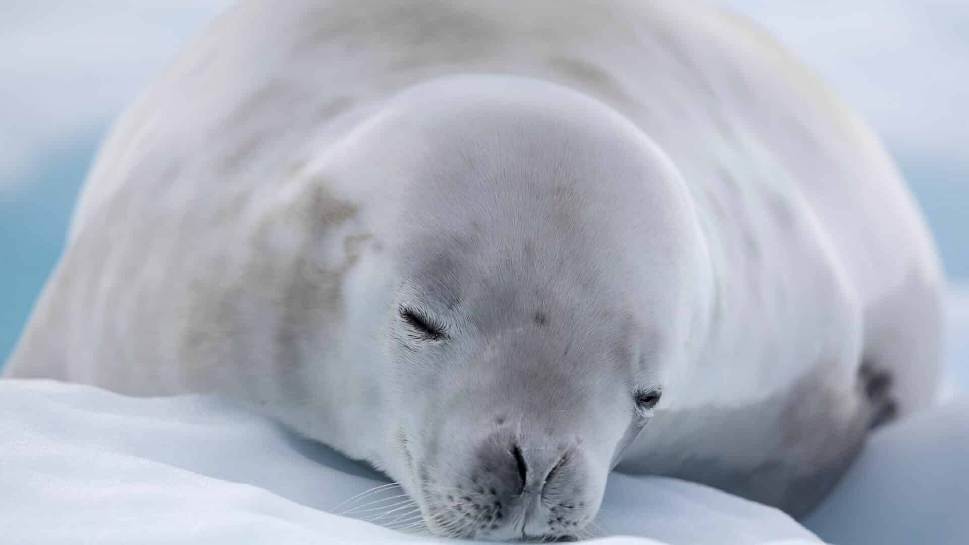 Antarctica Port Charcot Crabeater Sea