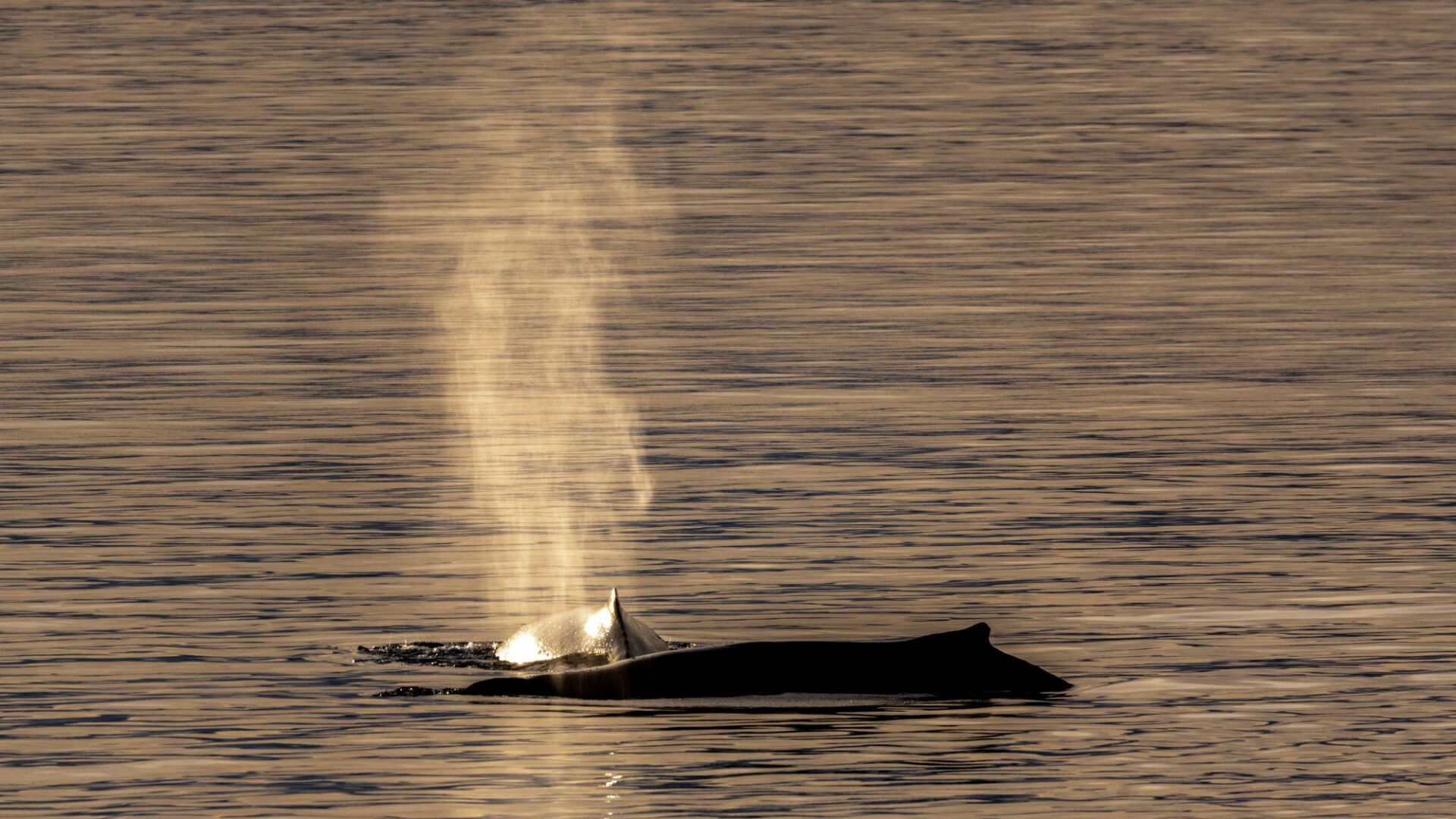 Humpback whale