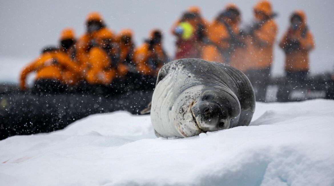 SEA_VEN_Antarctica Paradise Bay Leopard Seal with Zodiac Guests