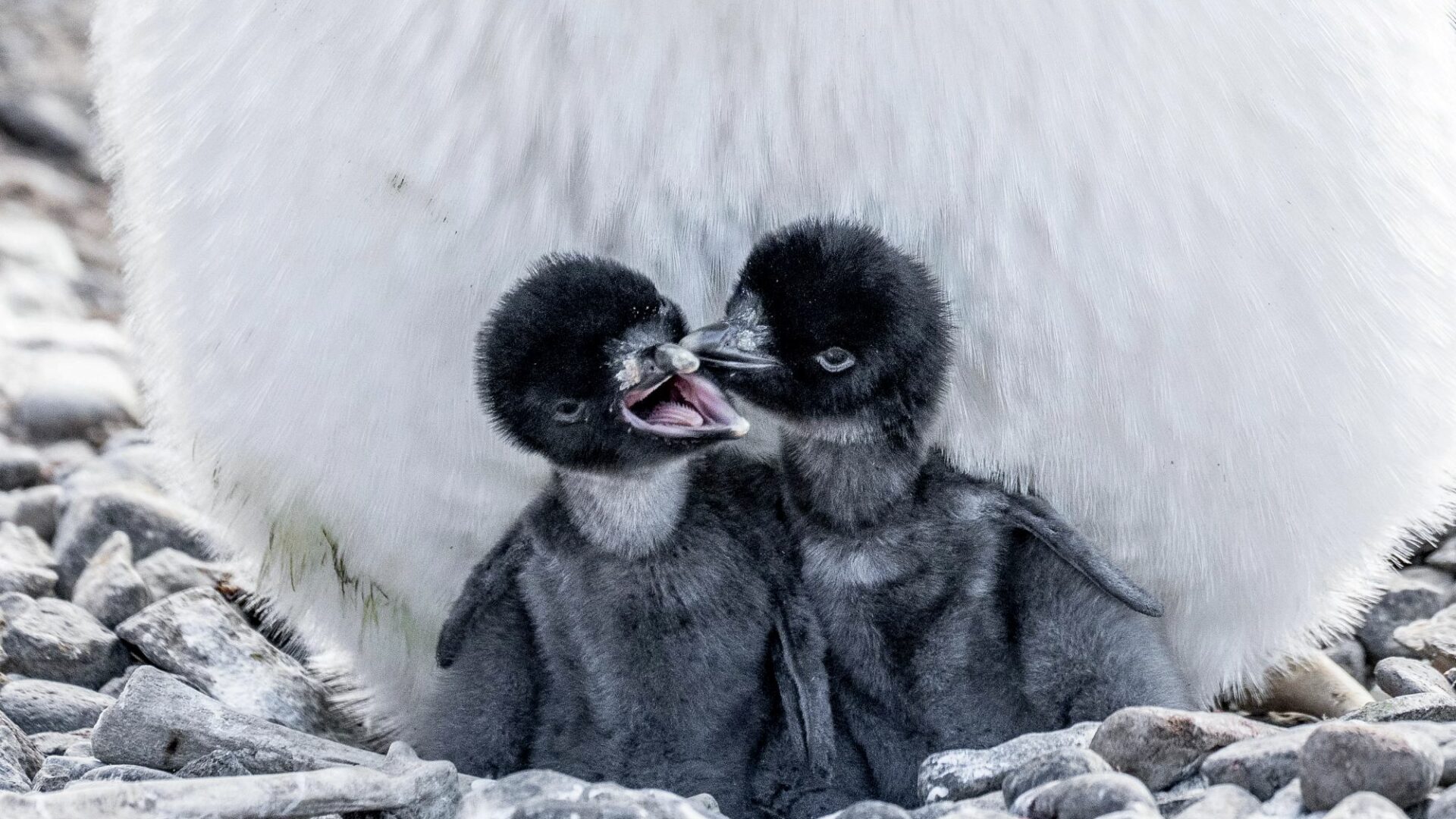 South America & Antarctica baby penguins