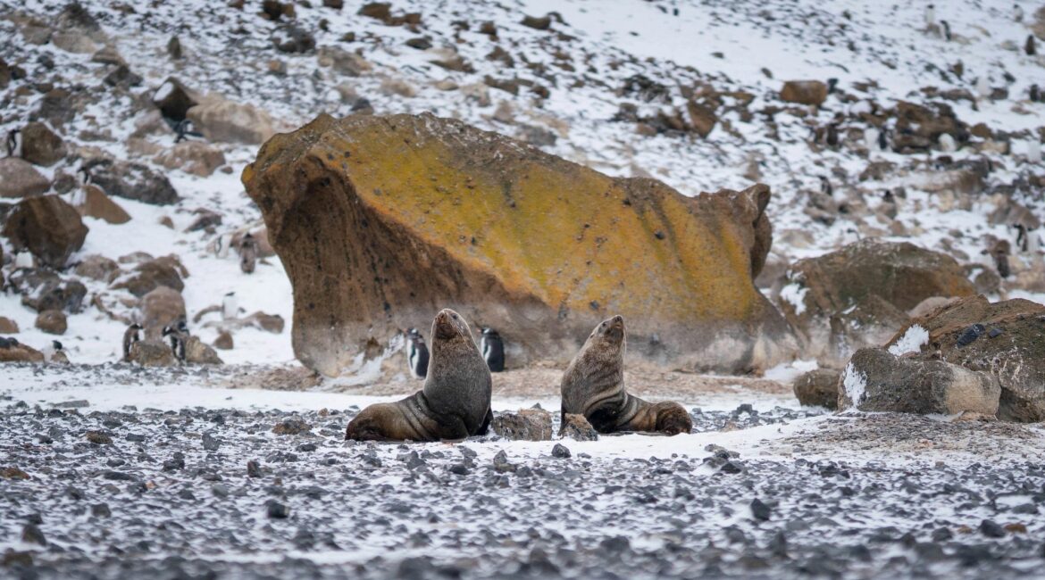 South America & Antarctica seals