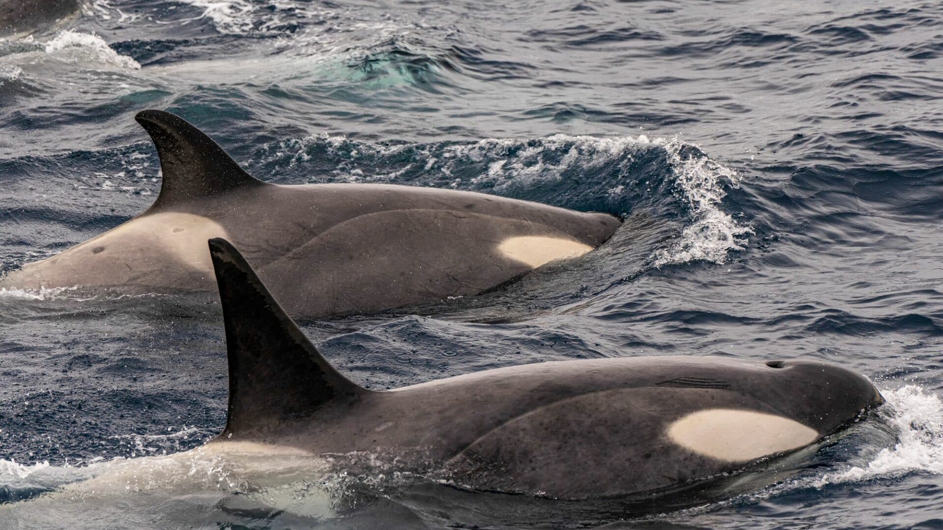 Whales Antarctica