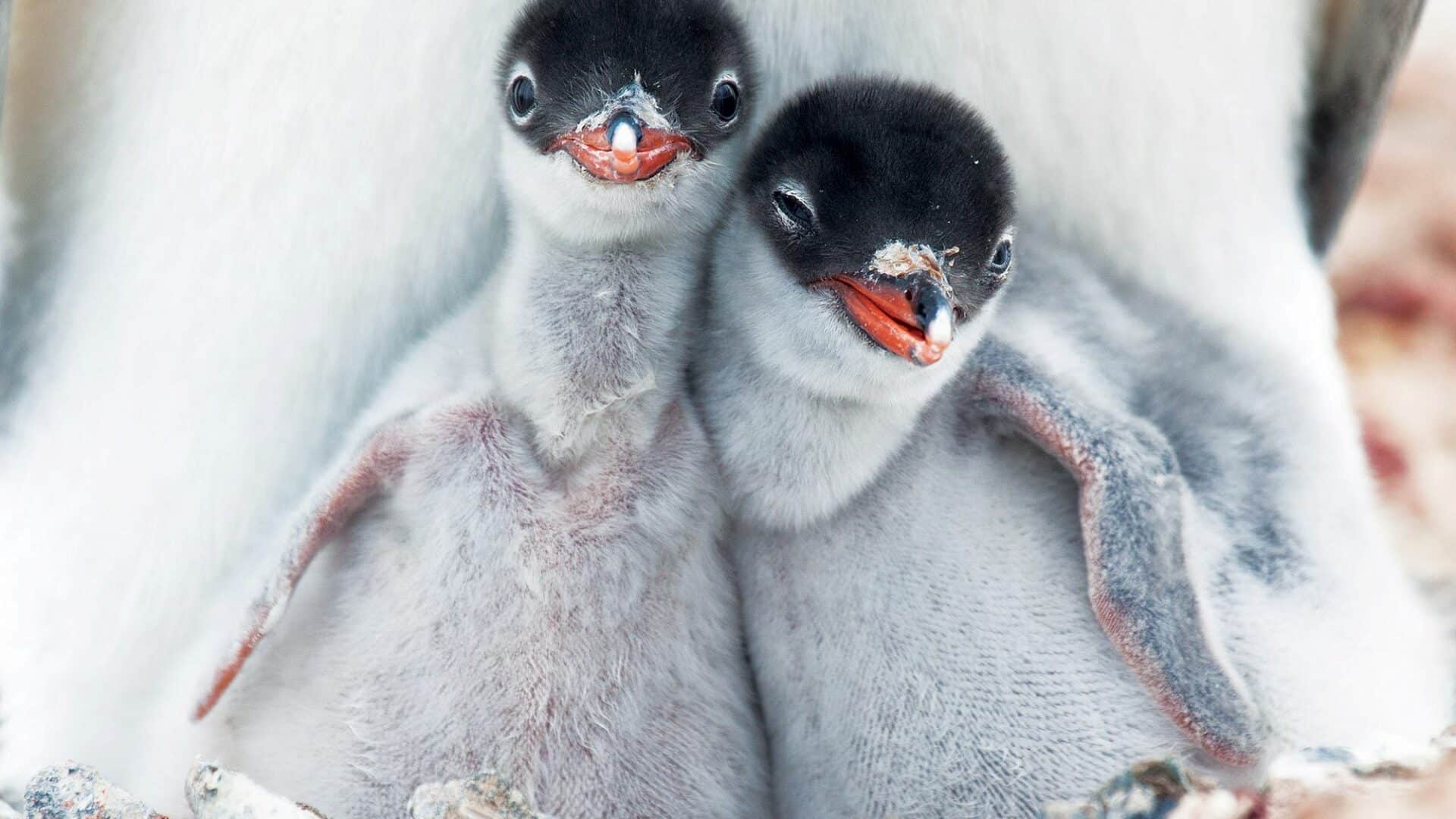 Wildlife Antarctica