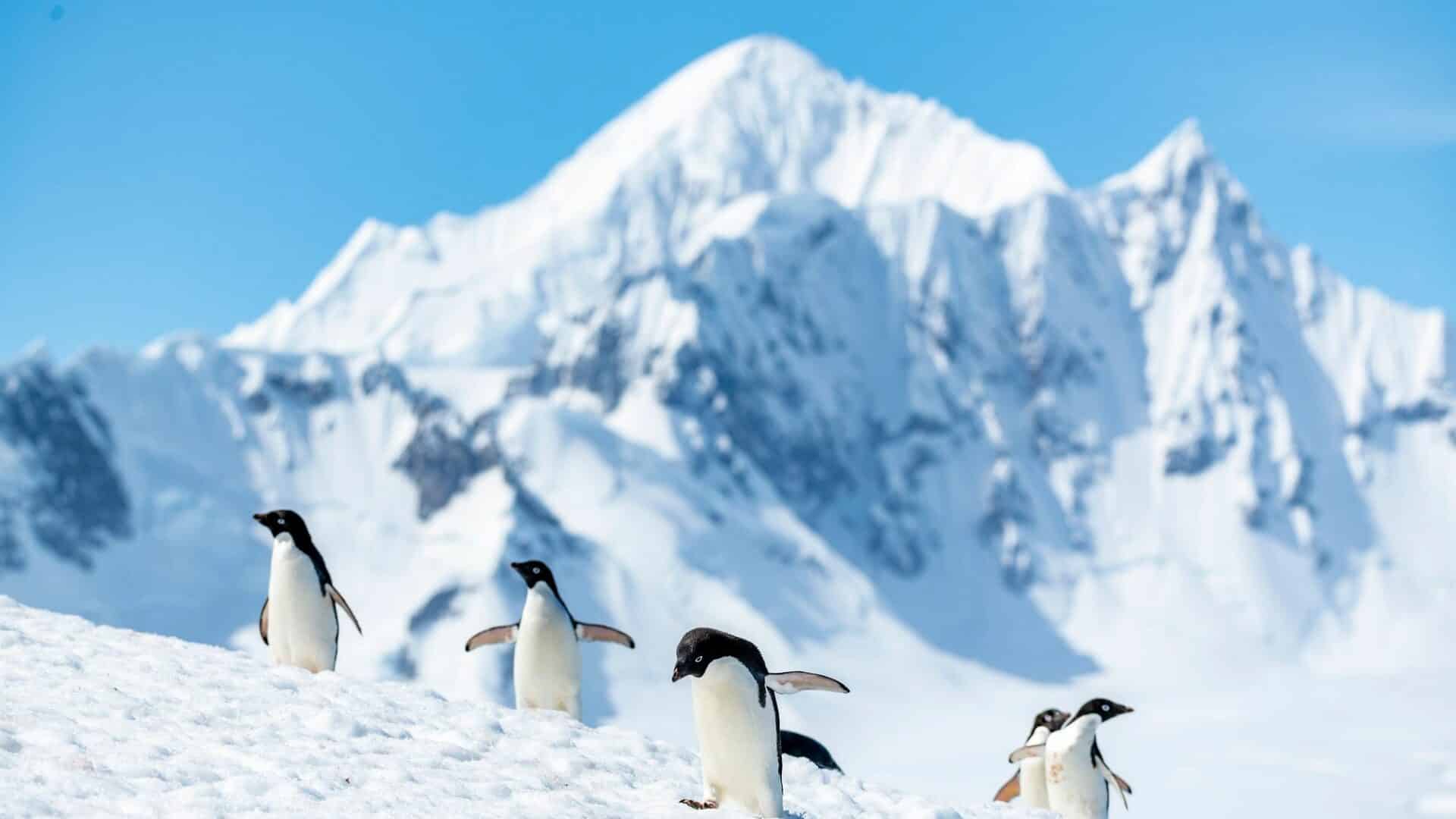 Yalout Island Adelie Penguins