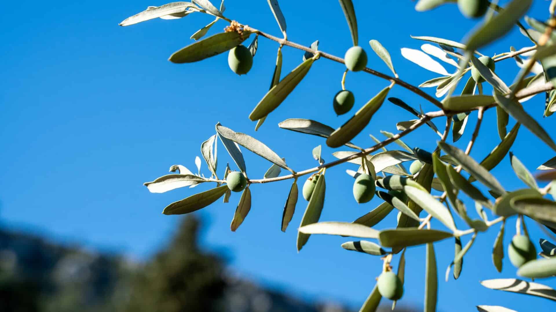 Chalet Vista local olives