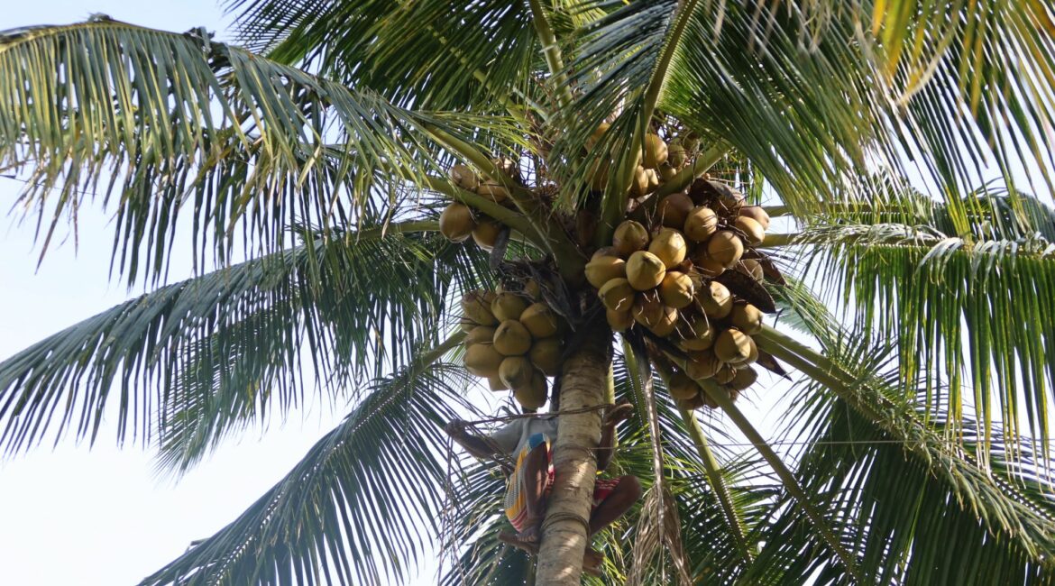 Coconut Harvest