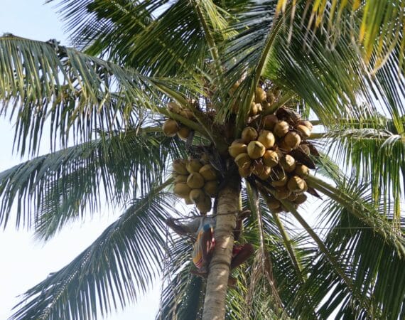 Tekanda Lodge coconut harvest