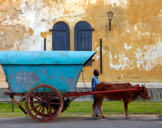 Cow drawn cart