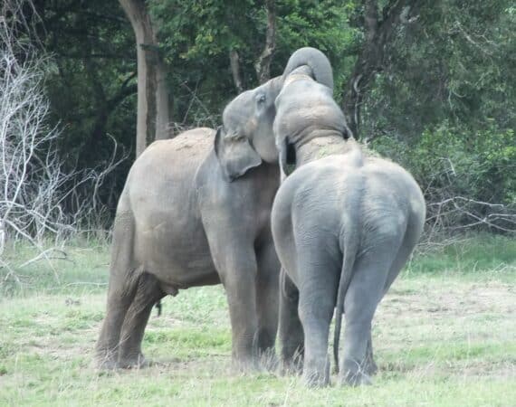 Gal Oya National Park elephant nuzzling gently—capturing the tender moments of life in the wild