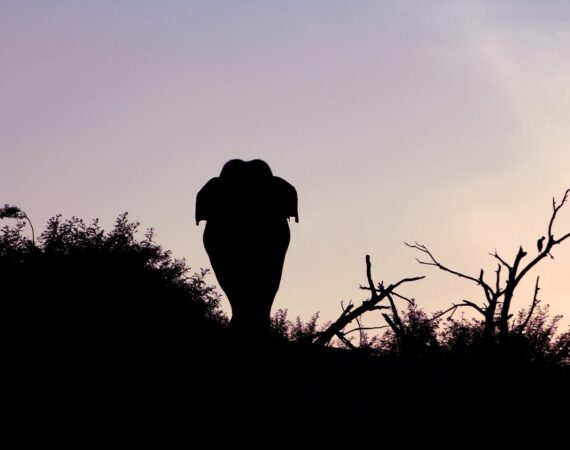 Gal Oya National Park elephant silhouetted at dusk against the fading light—evoking the quiet majesty of the wilderness