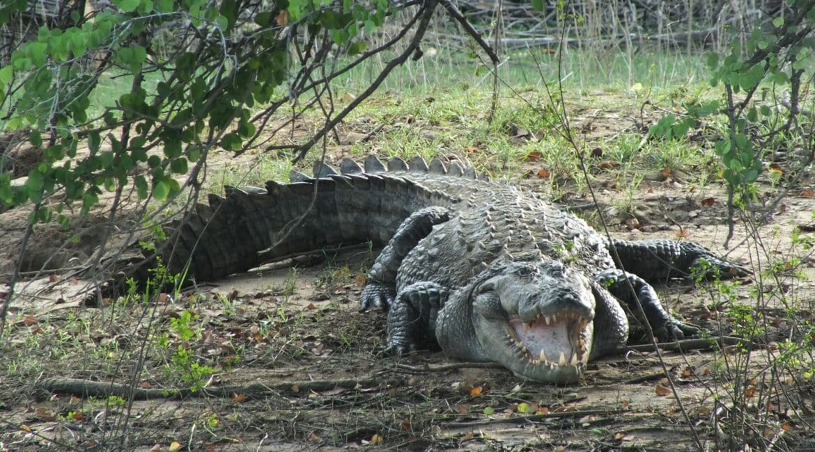 Gal Oya wildlife