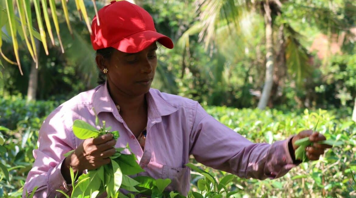 Lelani - one of our senior tea and estate managers