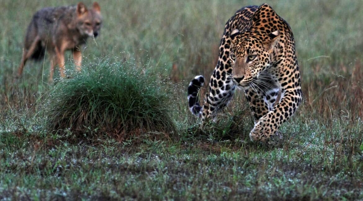 Leopard Trails, Wilpattu National Park – two leopards running through the bush, showcasing the park’s rich and untamed wildlife.