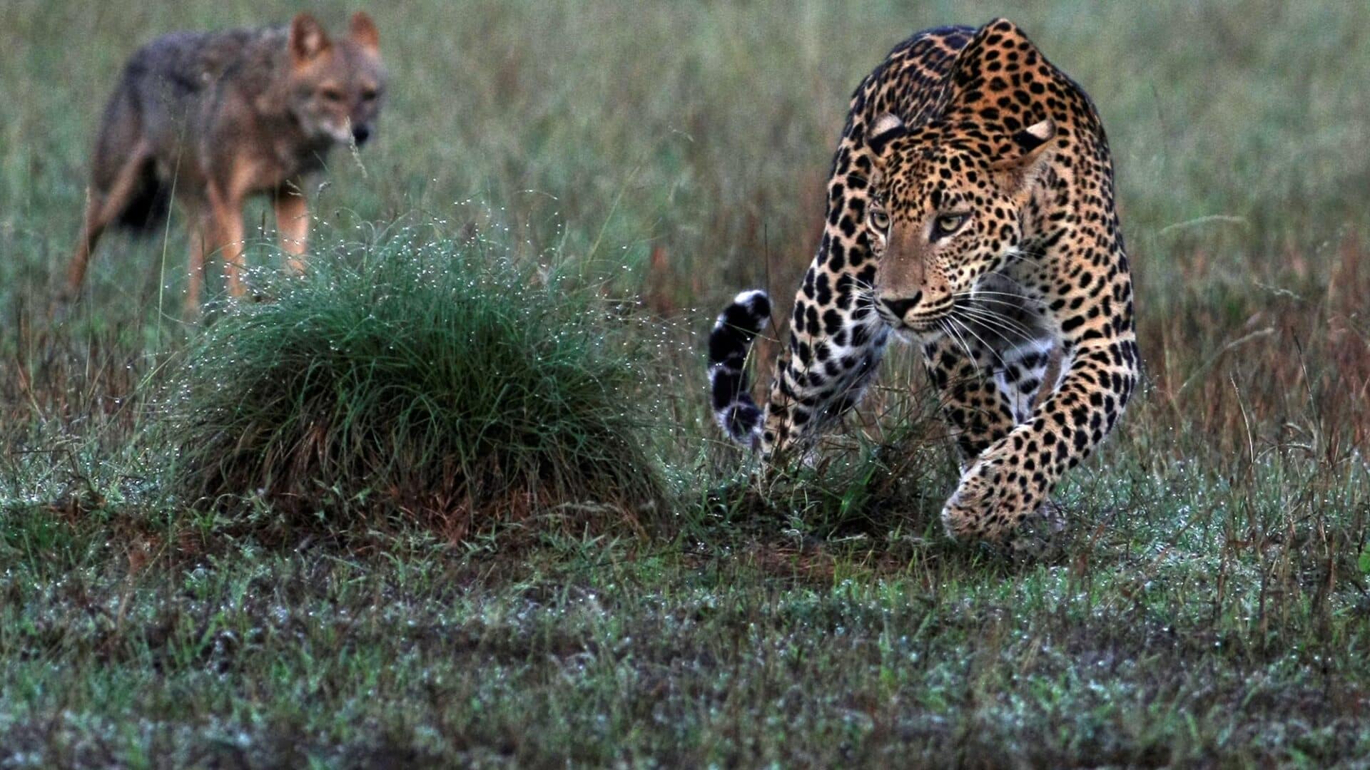 Leopard Trails, Wilpattu National Park – two leopards running through the bush, showcasing the park’s rich and untamed wildlife.