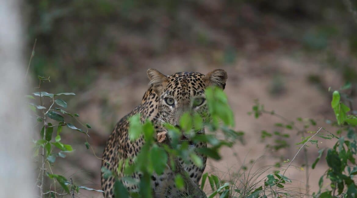 Leopard Trails, Wilpattu National Park – magnificent leopards resting in their natural habitat amidst the dry forest landscape.
