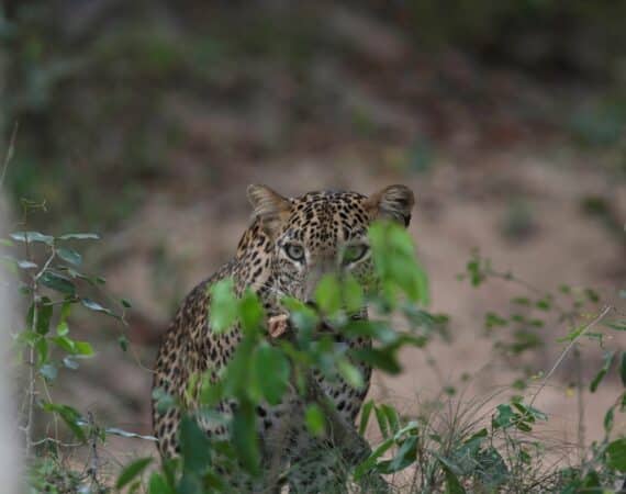 Leopard Trails, Wilpattu National Park – magnificent leopards resting in their natural habitat amidst the dry forest landscape.