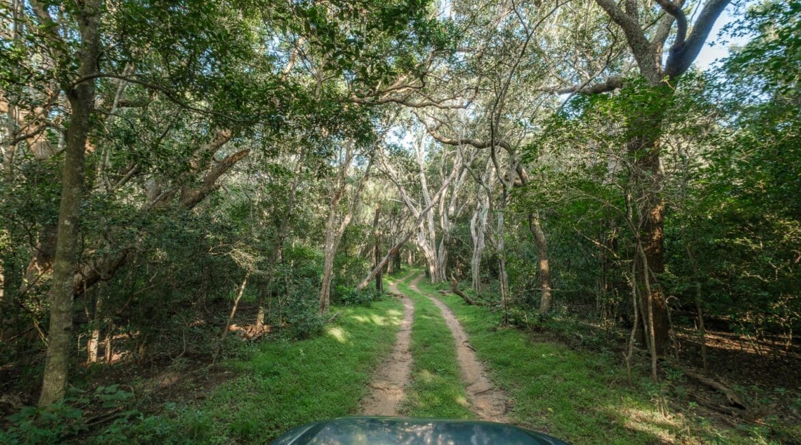 Leopard Trails, Wilpattu National Park – serene game drive through the wilderness, with open safari jeep and peaceful natural surrounds