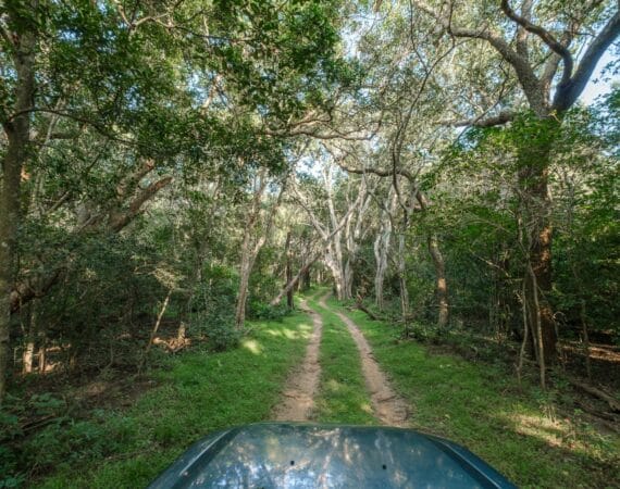 Leopard Trails, Wilpattu National Park – serene game drive through the wilderness, with open safari jeep and peaceful natural surrounds