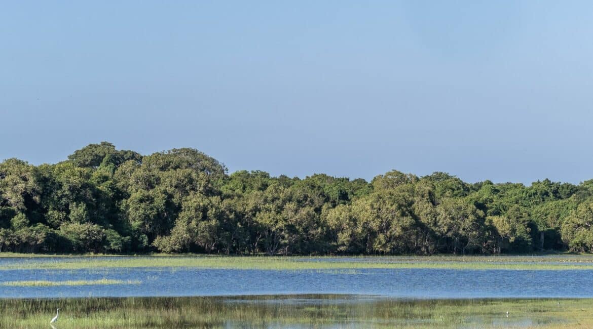Leopard Trails Wilpattu National Park serene scenery