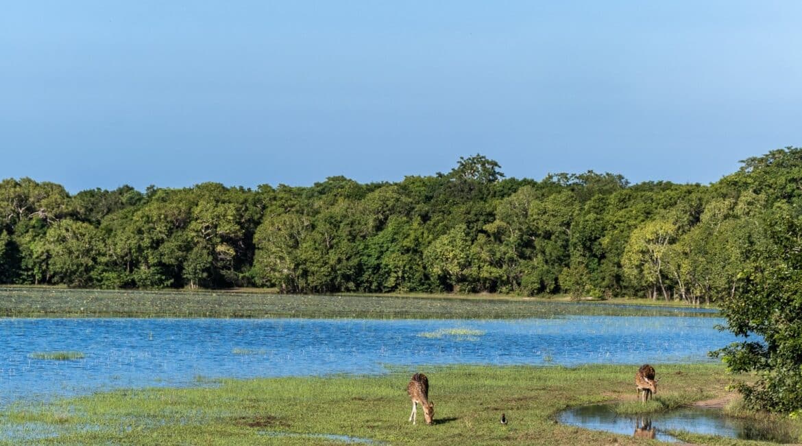 Leopard Trails, Wilpattu National Park – stunning lakescapes with still waters reflecting the surrounding forest and wildlife-rich terrain