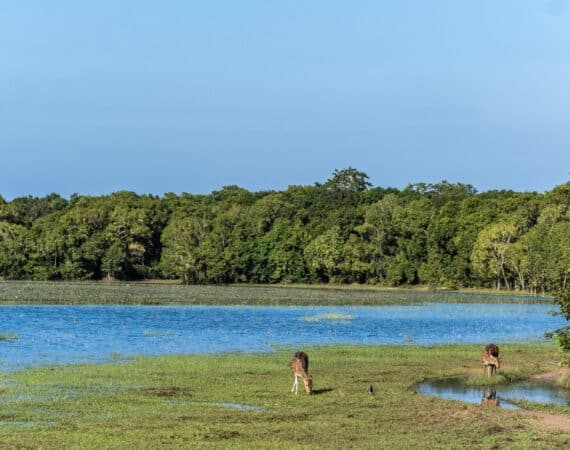 Leopard Trails, Wilpattu National Park – stunning lakescapes with still waters reflecting the surrounding forest and wildlife-rich terrain
