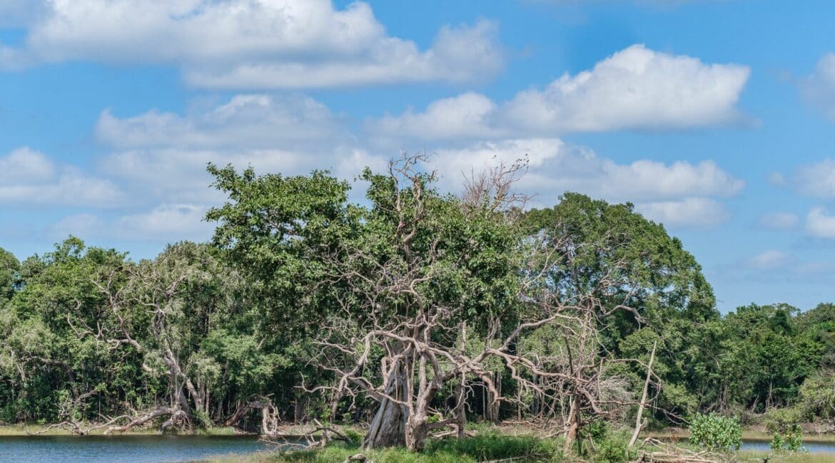 Leopard Trails Wilpattu National Park the land of many lakes