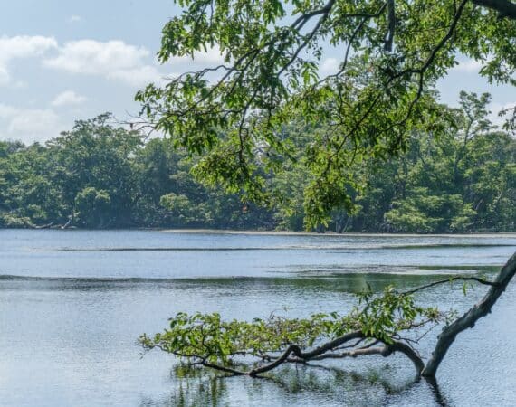 Leopard Trails, Wilpattu National Park – the magnificence of nature captured in sweeping jungle views, tranquil waterholes, and unspoilt wildernes