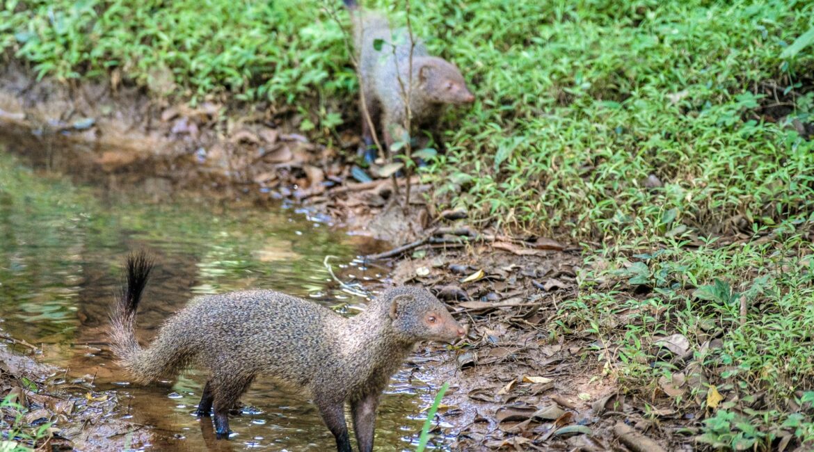 Leopard Trails Wilpattu National Park wildlife
