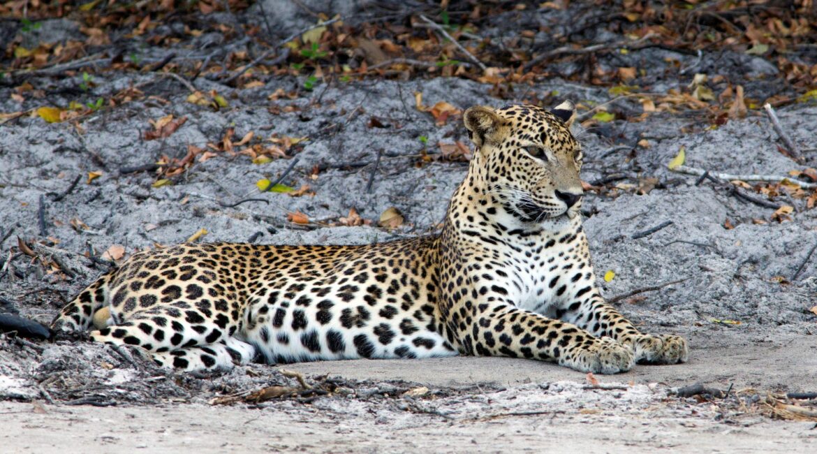 Leopard Trails, Wilpattu National Park – wild leopard pausing in its natural habitat, captured during a game drive in Sri Lanka.