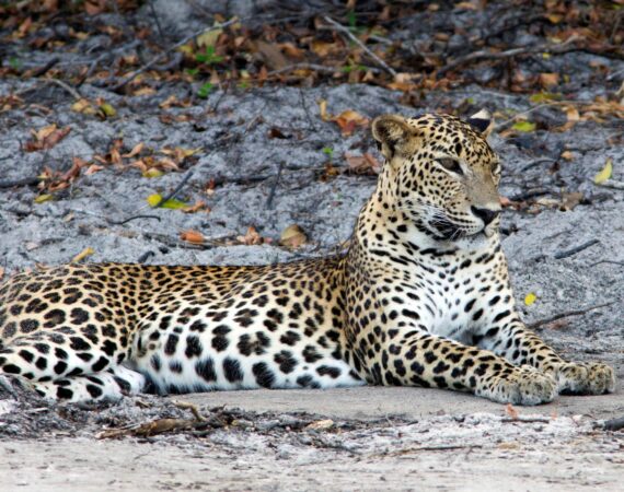 Leopard Trails, Wilpattu National Park – wild leopard pausing in its natural habitat, captured during a game drive in Sri Lanka.