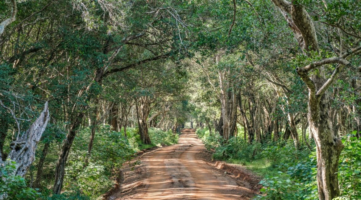 Leopard Trails Wilpattu National Park wildlife beautiful game drive tracks