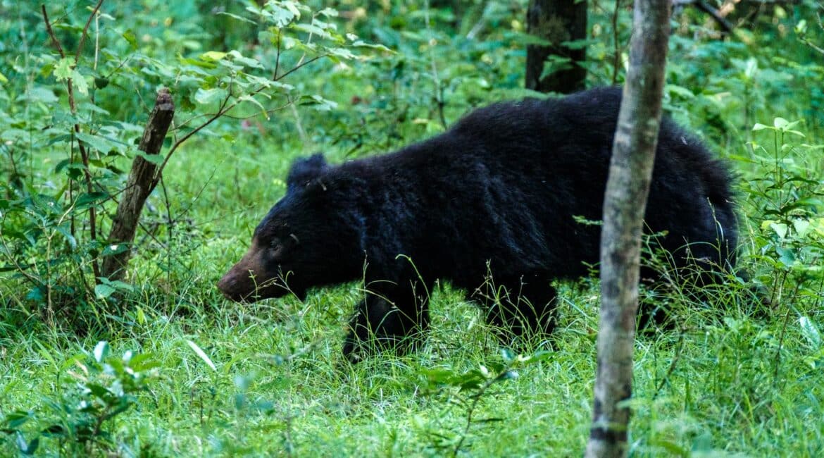 Leopard Trails Wilpattu National Park wildlife sloth bear