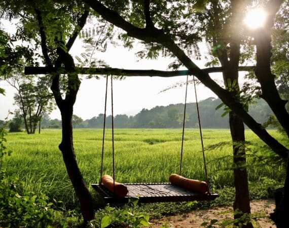Paddy fields