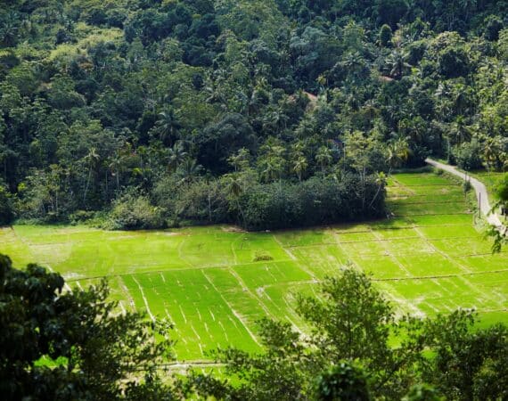 Paddy fields and jungle fringes