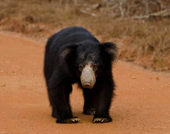 Sloth Bear Sri Lanka National Parks