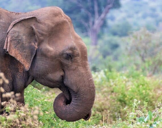 Special moments walking with elephants