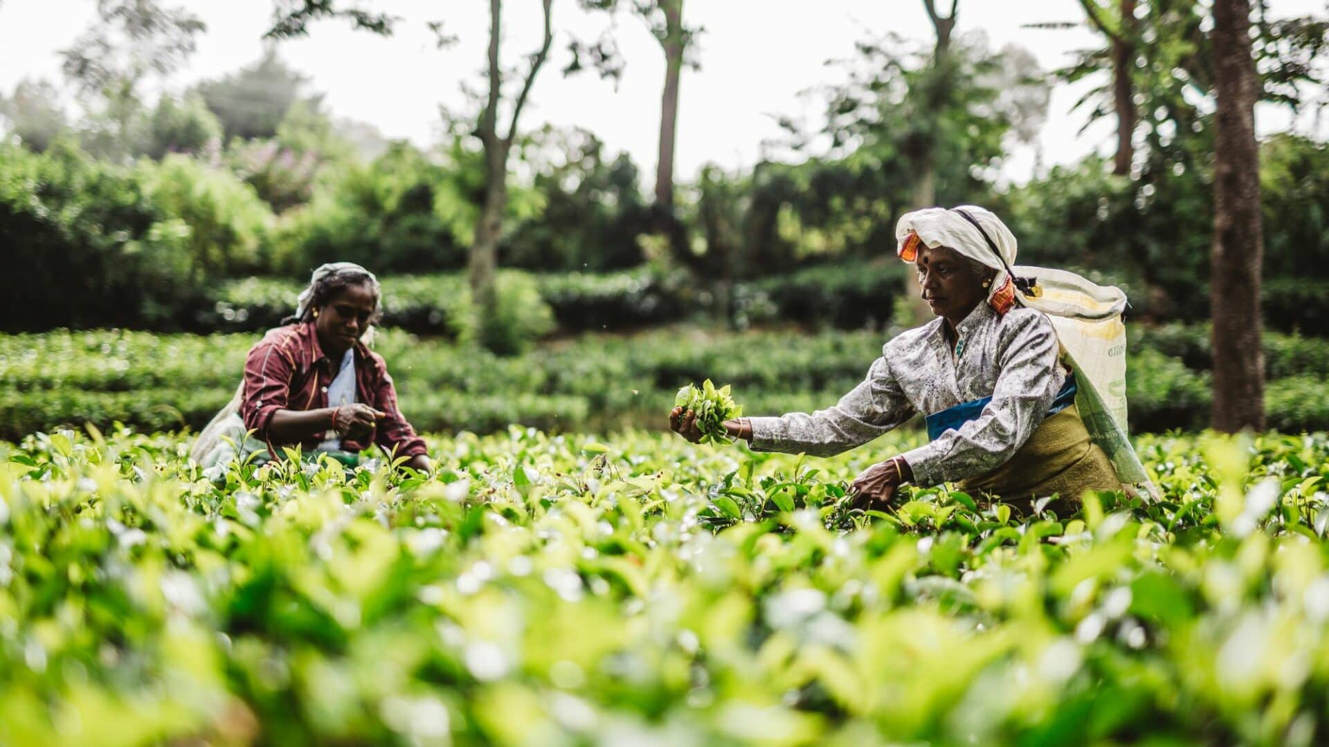 Tea plantations