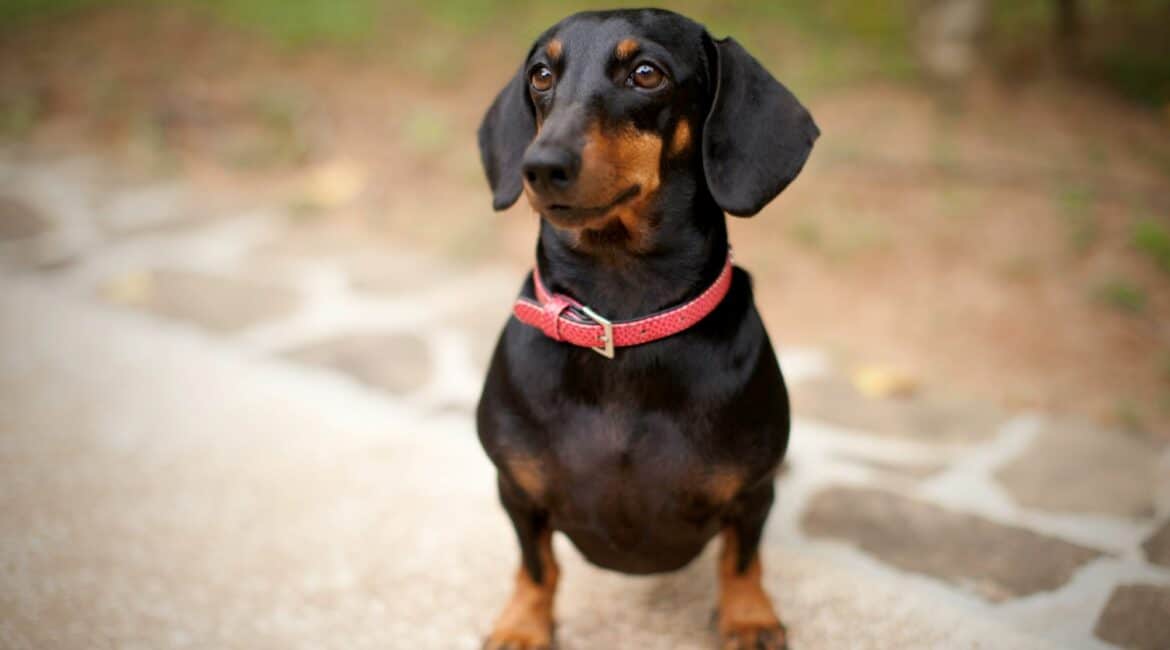 Why House Luxury Boutique Hotel Sri Lanka gorgeous four legged companion