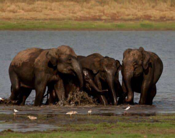 elephants bathing