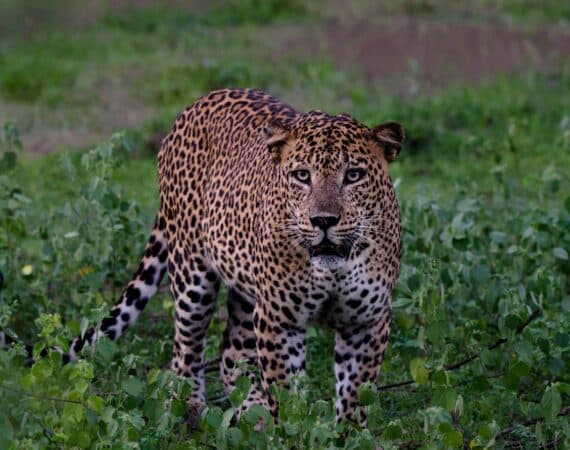 Wilpattu National Park Sri Lanka — elusive leopard resting among the undergrowth, showcasing the park’s extraordinary wildlife diversity.